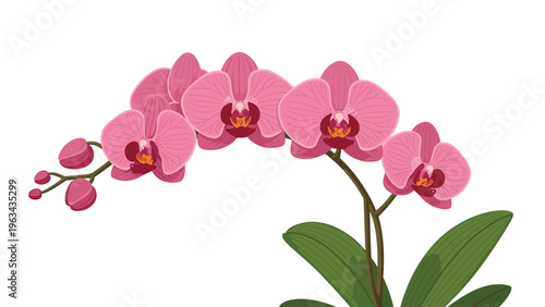 Elegant branch of blooming pink orchid flowers with detailed petals and green leaves set against a clean white background for floral decor.