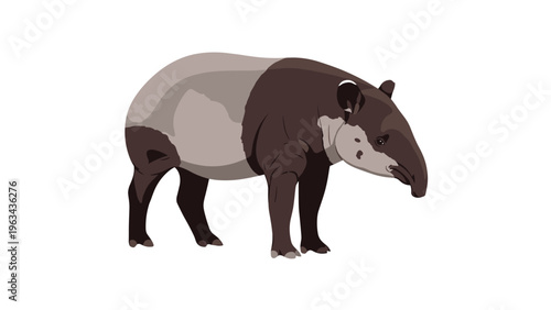 Detailed illustration of a Malayan tapir standing sideways showing its unique black and white color pattern on a plain background.