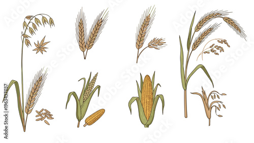 Detailed botanical sketches of various agricultural crops including wheat, oats, barley, and corn ears to represent farming and harvest.