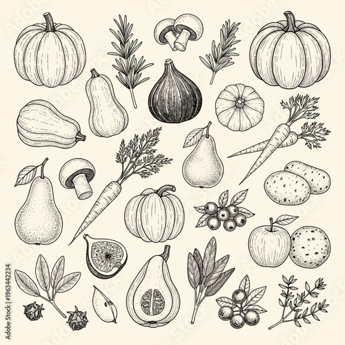 Set of detailed autumn harvest vegetable sketches
