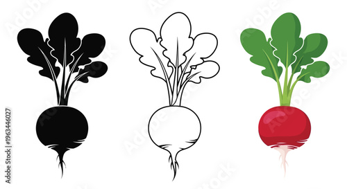 Radish variations presented in color outline and dark silhouette