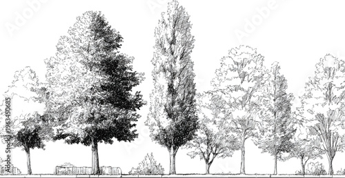 Black and white of diverse trees and foliage along a paved walkway with stone edging monochrome