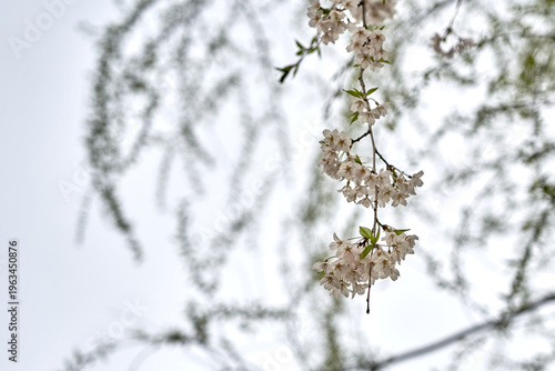 A graceful branch of white cherry blossoms blooming in Seoul, South Korea, during a bright spring morning, featuring a low-angle view and selective focus against a soft, high-key sky.