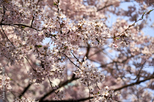 Delicate pink cherry blossoms blooming on dark branches against a soft blue sky in Seoul, South Korea, during a sunny spring afternoon with selective focus.