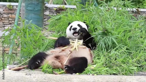 Close up Panda eating Fresh Bamboo Leaves, China