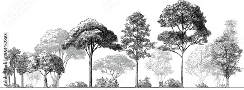 Black and white of diverse trees and foliage in a layered forest scene nature