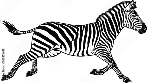 Running zebra black and white vector illustration isolated on white background, wild african animal profile, stripes pattern nature graphic design