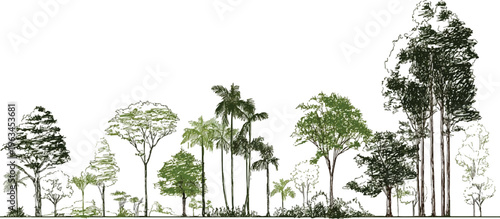 Diverse forest canopy with varied trees and palm fronds sketched in green and brown tones nature