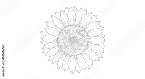 Blooming Sunflower Flower Head Line Art Vector Illustration Graphic Design Element