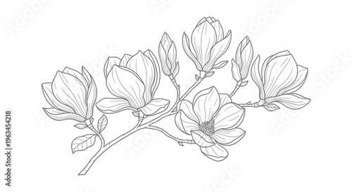 Blooming Magnolia Flower Branch Vector Illustration for Botanical Design Elements