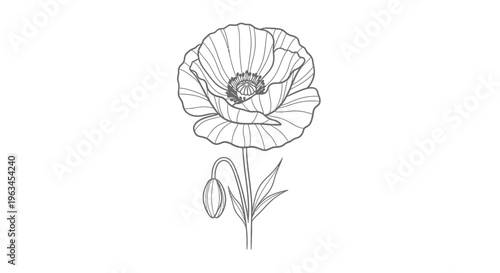 Fotografía Minimalist Poppy Flower Botanical Line Art Illustration Vector Design Element