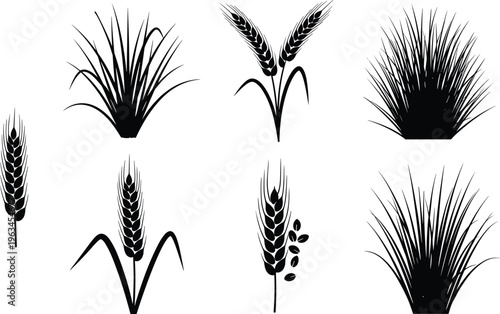 Vector set of black wheat stalks, cereal ear silhouettes, organic grain stalks, and meadow grass clumps isolated on white background.