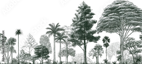 Diverse collection of trees and palm trees in a detailed line style forest jungle nature