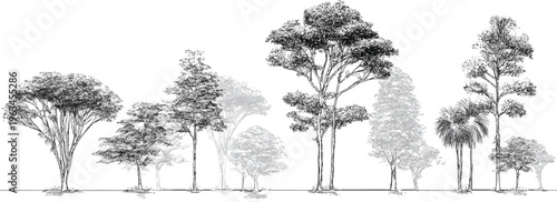 Collection of diverse trees in varying sizes and styles rendered in black and white nature forest woodland