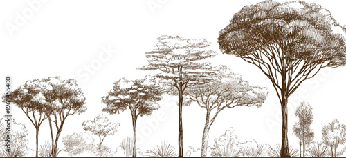 Diverse collection of trees and shrubs in a sketched natural landscape with brown and white tones foliage