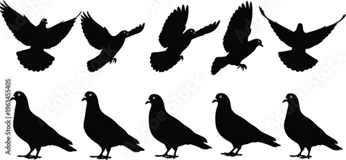 Set of black pigeon and dove silhouettes, flying and perched birds collection, peace symbols and urban wildlife elements isolated on white background, vector