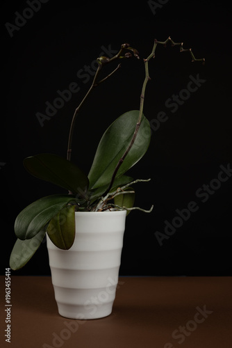 Studio photo of a purple orchid in a white vase photographed on a brown table and black background. Artistic photo of an orchid with different light sources coming from different angles.