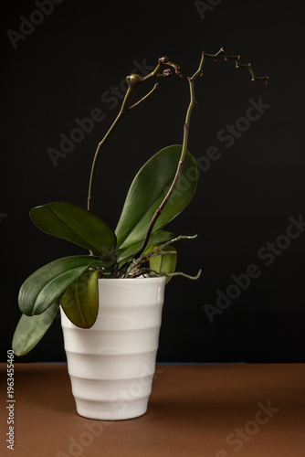 Studio photo of a purple orchid in a white vase photographed on a brown table and black background. Artistic photo of an orchid with different light sources coming from different angles.