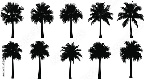 Black palm tree silhouettes collection isolated on white background, tropical nature design elements, summer beach illustration artwork set, flat vector
