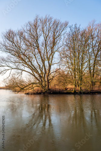 Bare tree with irregular branches reflected in the water surface of a creek in a Dutch nature reserve. It's the end of the winter season. A thin layer of ice is visible on the stream.