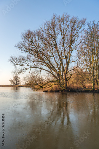 Bare tree with irregular branches reflected in the water surface of a creek in a Dutch nature reserve. It's the end of the winter season. A thin layer of ice is visible on the stream.