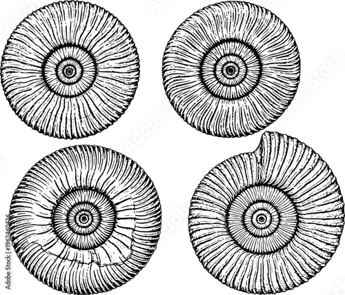 Detailed Black And White Line Of Ammonite Fossils A White Background shell prehistoric