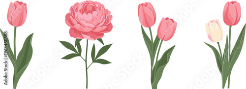 Pink Tulip and Peony Flower Collection Featuring Fresh Blooms for Spring and Summer Floral Designs