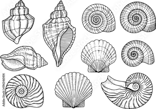 Collection of detailed black and white line of various seashells and spiral shells