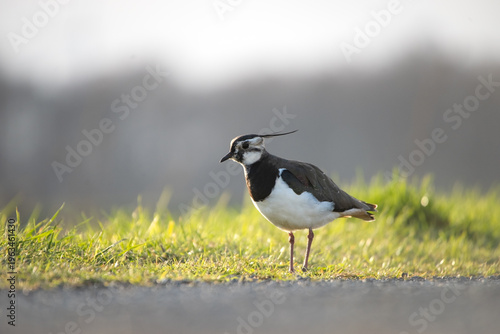 Foto Kiebitz im Abendlicht auf Wiese – Vanellus vanellus mit charakteristischer Feder