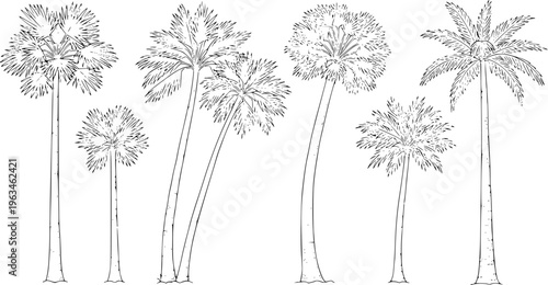 Collection of hand drawn black and white palm trees in various sizes and styles tropical
