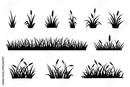 Black Silhouette Grasses and Reeds Collection on White Background Vector Graphic Elements