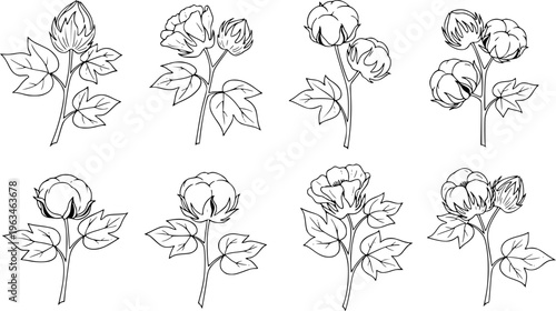 Collection of Hand Drawn Cotton Plant Stems with Bolls and Leaves in Outline Style