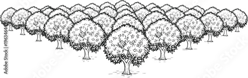 Orchard landscape with rows of fruit trees hand drawn line art vector illustration agriculture farm plantation perspective natural scenery design