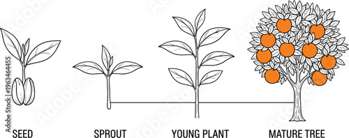 Plant growth stages vector illustration showing seed sprout young plant and mature tree lifecycle diagram line art educational botany concept