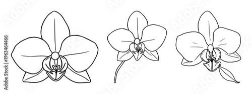 Vanilla orchid set with fine line art depiction of a vanilla orchid with seed pod on a white background featuring botanical, spice, illustration with vanilla and orchid