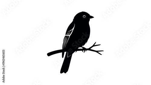 Black bird silhouette on a branch perched