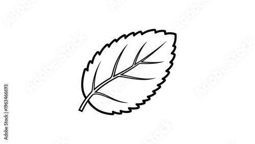 Black outline of a serrated leaf white