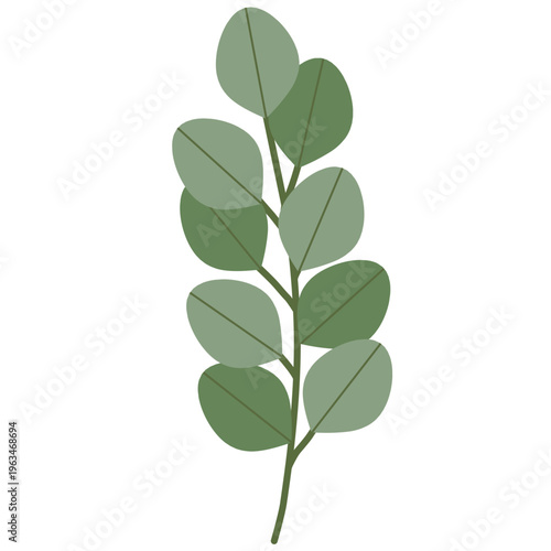 Illustration of Eucalyptus Branch