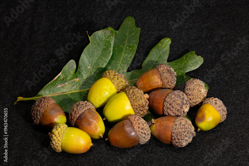Fotografía Acorns and leaf of a white oak, Quercus alba.