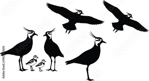 Lapwing bird silhouettes set isolated on white background, plover family in standing and flying poses, black vector wildlife illustration collection for nature design