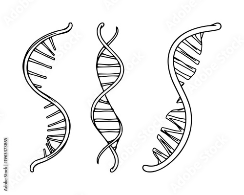 DNA double helix set with simplified line art representation featuring genetics, molecular, biological with science and illustration