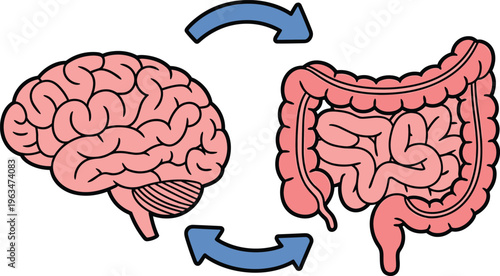 Gut brain axis connection vector illustration showing relationship between human brain and digestive system for mental health nutrition,