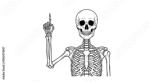 Human skeleton pointing upwards with one finger in an instructional gesture on an isolated white background.