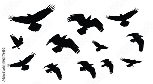 A flock of birds in flight dark shapes against a white background silhouette