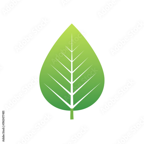 Green leaf with white veins simple graphic illustration symbolizing nature and growth