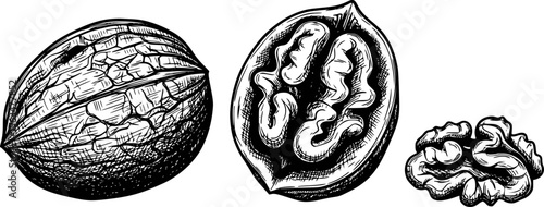 Detailed black and white of a whole walnut half walnut and kernel white background
