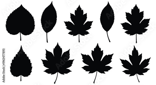 Collection of various leaf shapes displayed as a stark silhouette