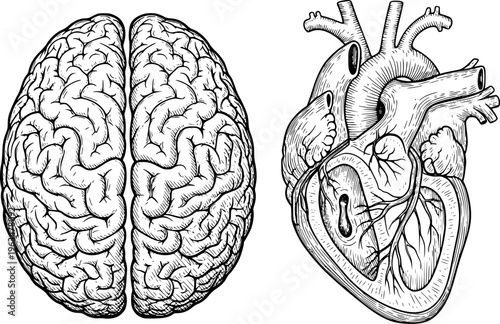 Detailed black and white of human brain and heart a white background anatomy medical