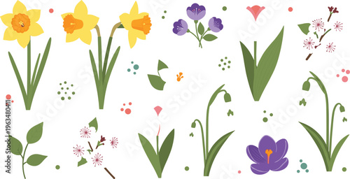 Spring flowers collection with daffodil crocus lily leaves botanical elements blooming plants and nature illustration set