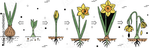 Daffodil plant growth stages lifecycle illustration with bulb sprouting blooming flowering wilting botanical development sequence icons set